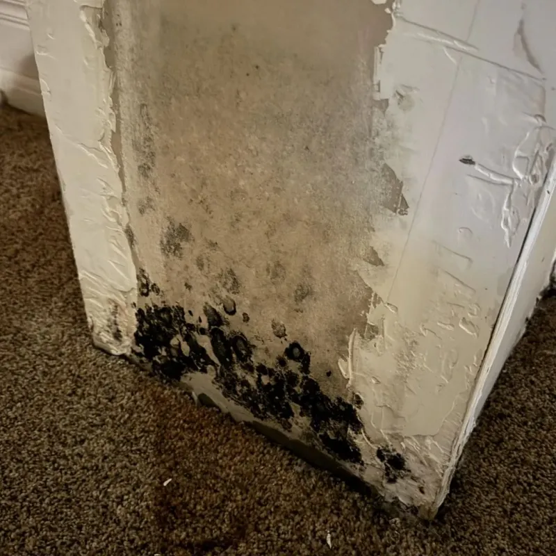 Professional Mold Removal in Alamance County, NC